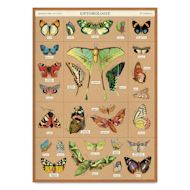 Cavallini Entomology Printed Paper