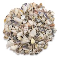 Hygloss Bucket O' Shells