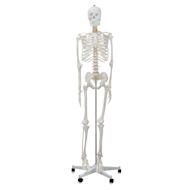 Richeson Skeleton Models