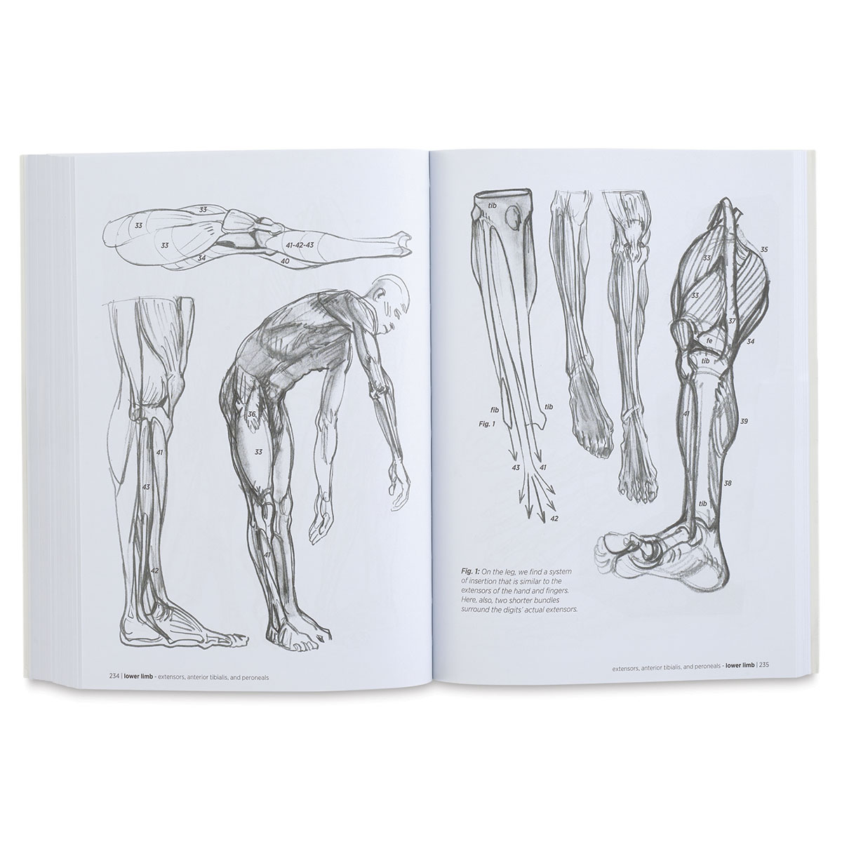 Morpho Anatomy for Artists | BLICK Art Materials
