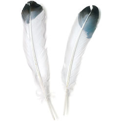 Imitation Eagle Feathers, Pkg of 12