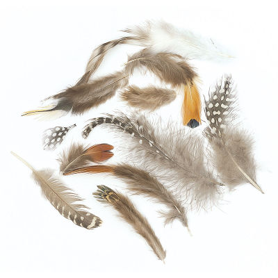 Creativity Street Natural Feather Assortment - Different types of feathers shown scattered