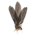 John Bead Guinea Fowl Quill Feathers - 3 Packs of 10, White