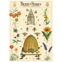 Cavallini Bees & Honey Gift Wrap