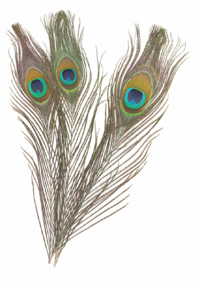 Peacock Feathers, 12 Pk