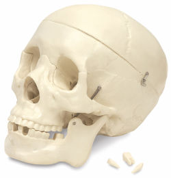 Budget Skull - Side view of plastic skull with 3 teeth removed and adjacent