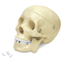 Budget Skull