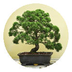 Home & Garden for Christmas at Menkind - shop now!