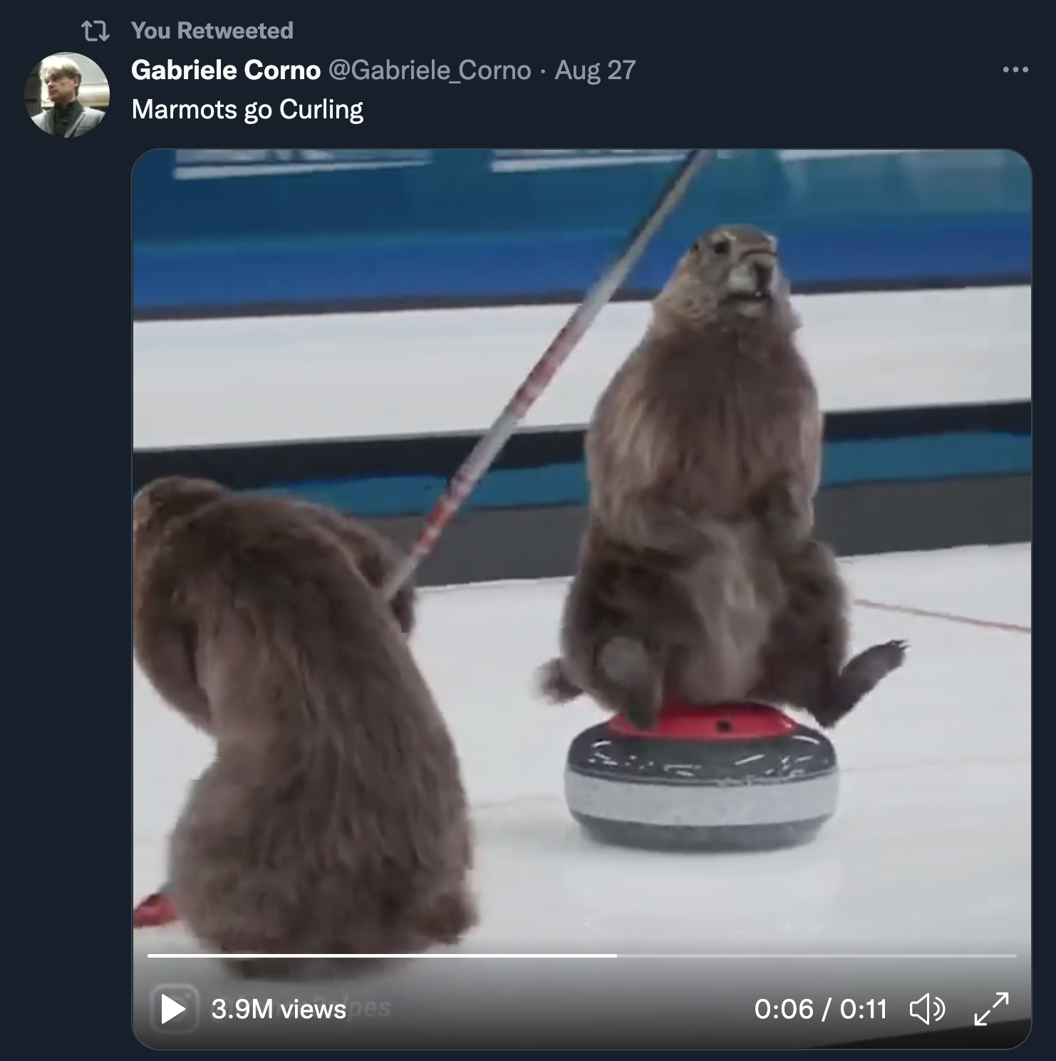 Tweet: Marmots go curling