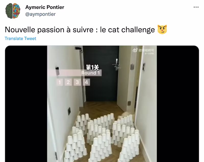 Floor with obstacles for a cat to jump over.