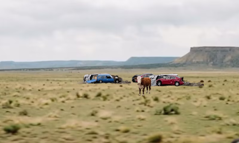 Cows on a field surrounded by some broken cars.