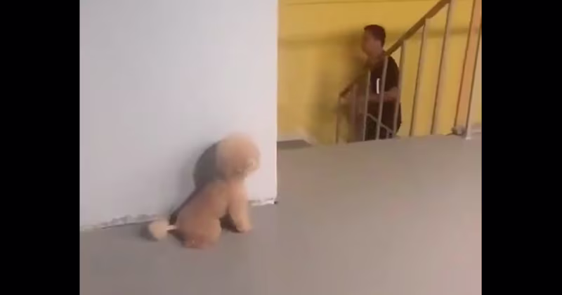 Dog waiting behind a corner.