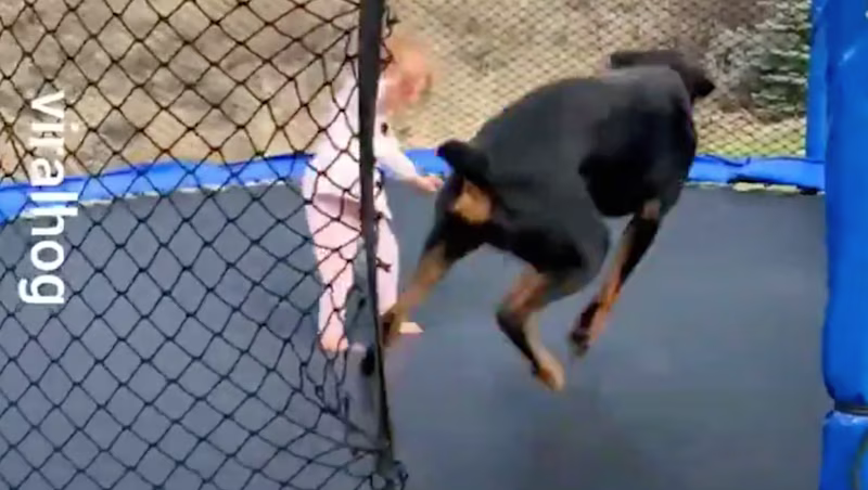 A dog on a trampolin