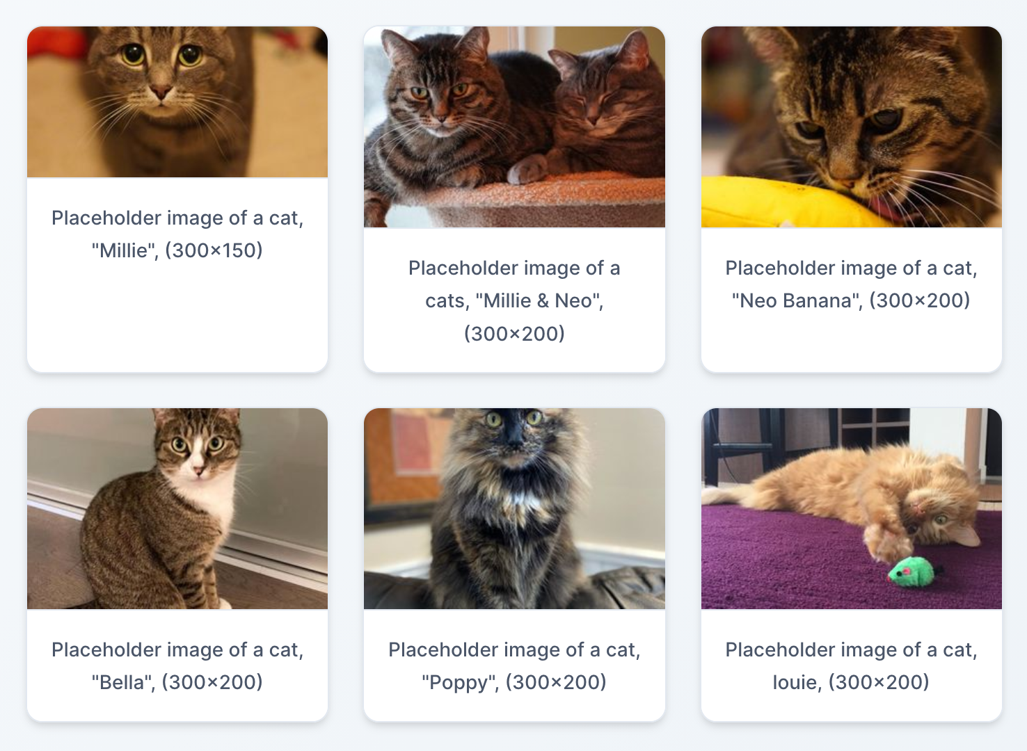 Cat placeholder images.