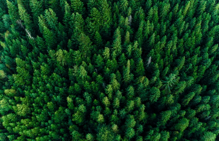 Empaques certificados por el Consejo de Administración Forestal (FSC)