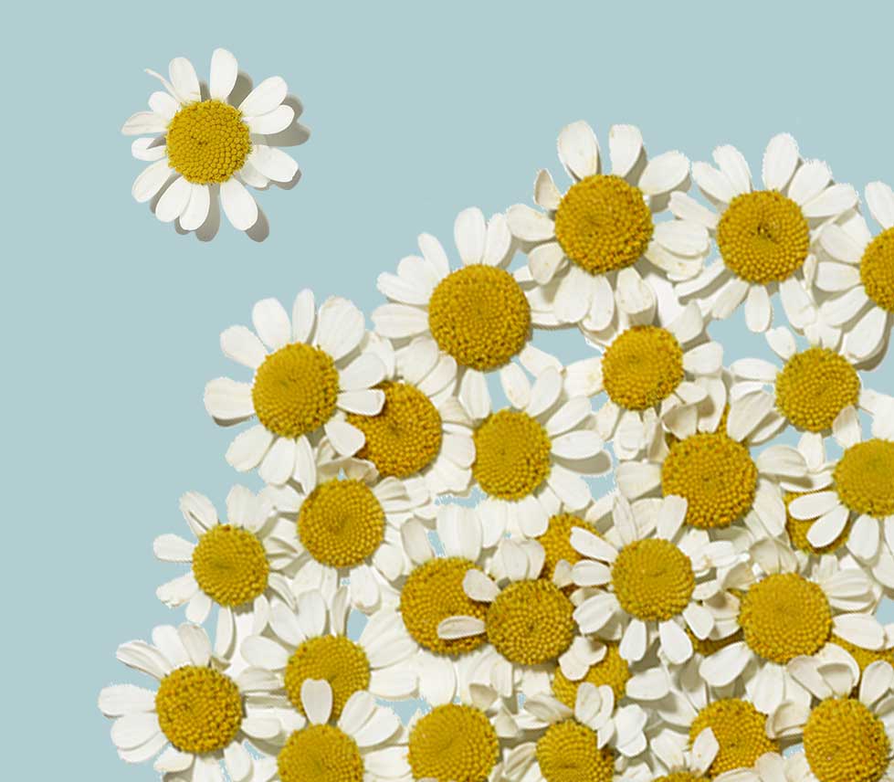 Image of Feverfew Flowers