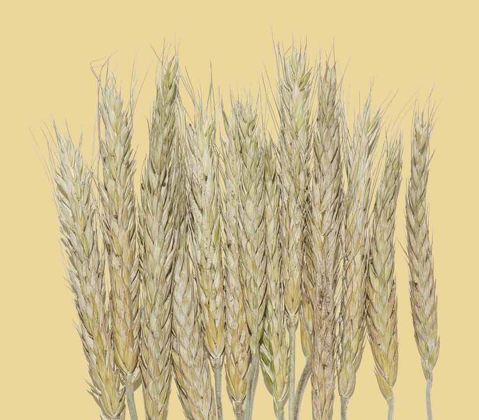 oat stalks against a yellow background