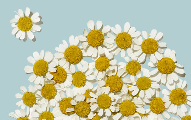 flowers against a light blue background flatlay