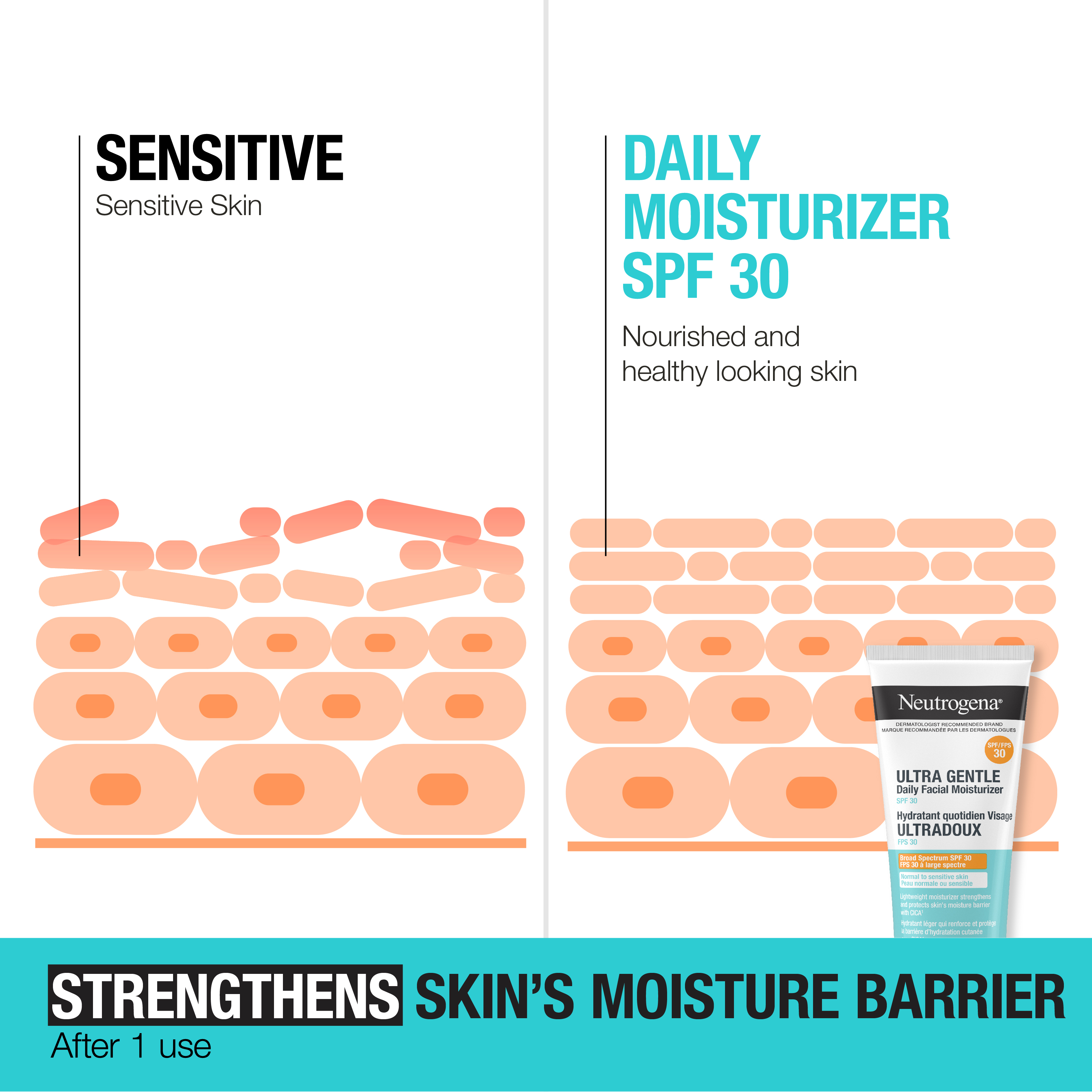 Illustration of how Neutrogena® Ultra Gentle Moisturizer WITH SPF 30 strengthens sensitive skin's moisture SPF 30 barrier after one use