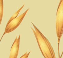 Oats on yellow background