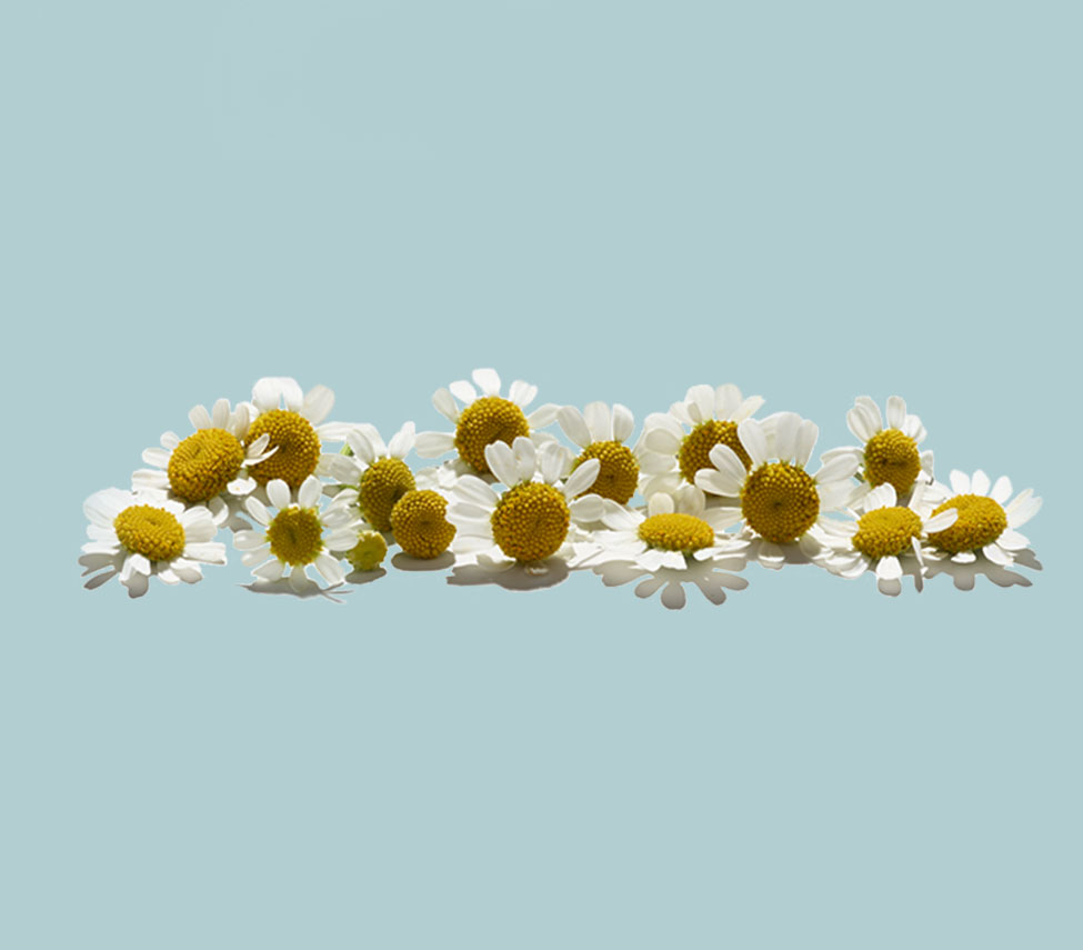 line of flowers against a light blue background