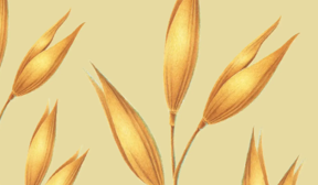 oat kernels grid against a yellow background