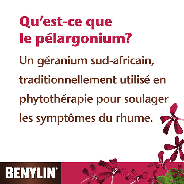 Qu’est-ce que le pélargonium? 