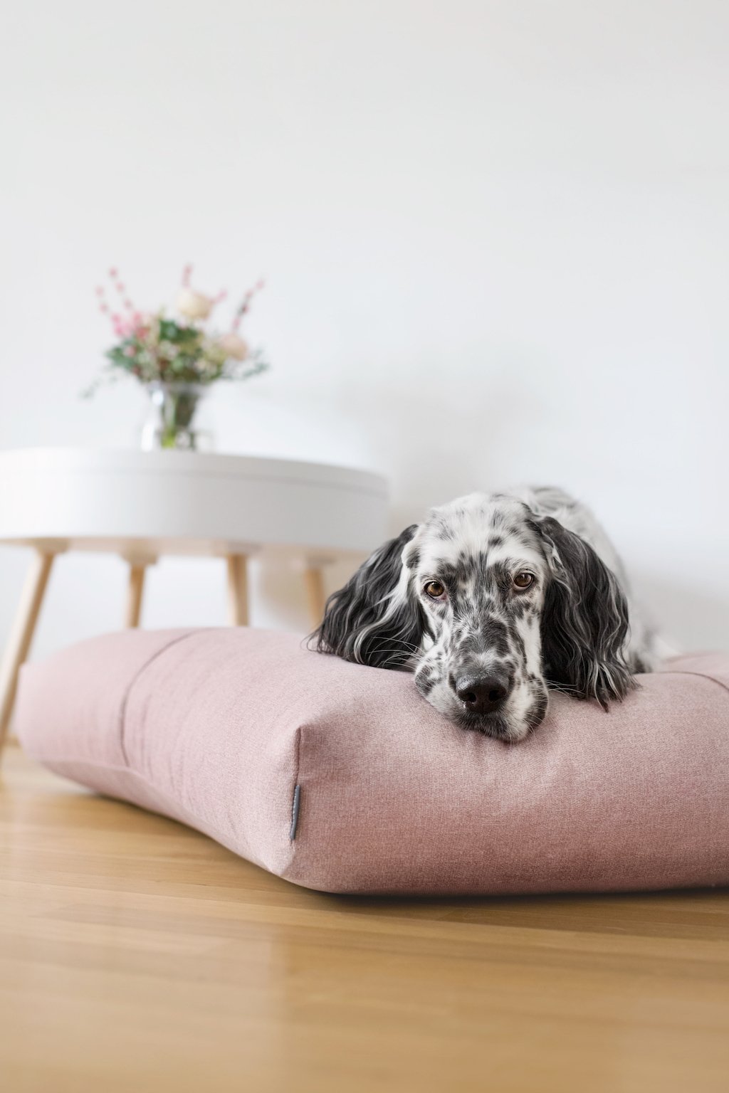 House of Pets Delight