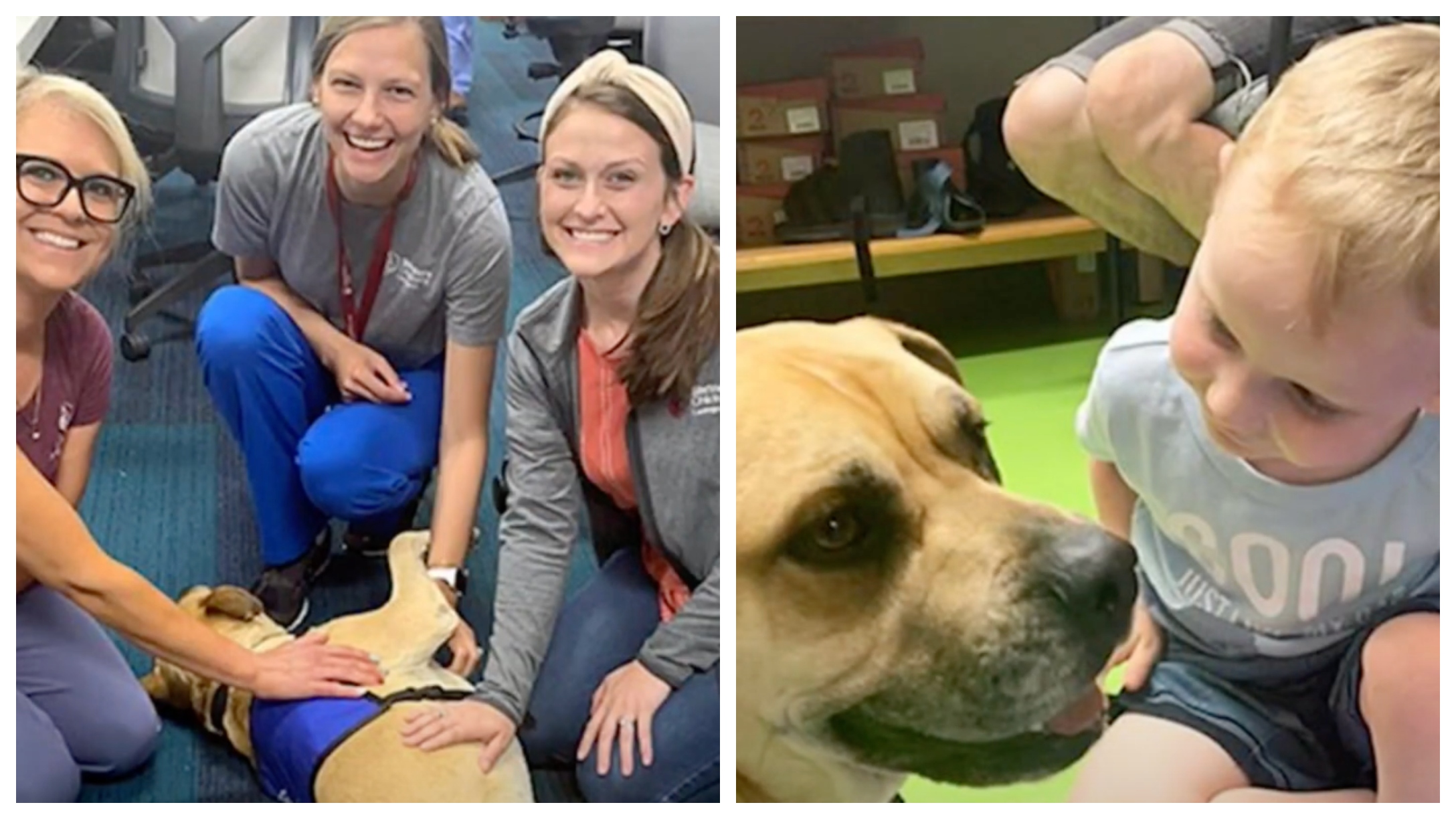 Therapy Dog Chance Has A Missing Leg And Helps Kids With Limb ...