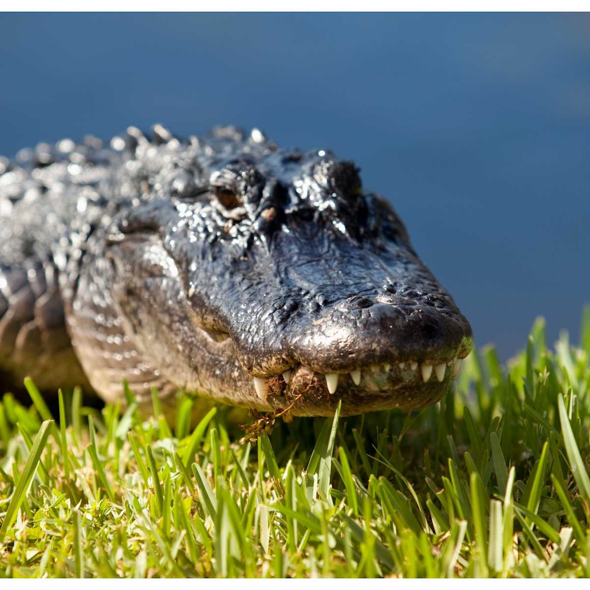 alligator-party-feature alligator-party-feature