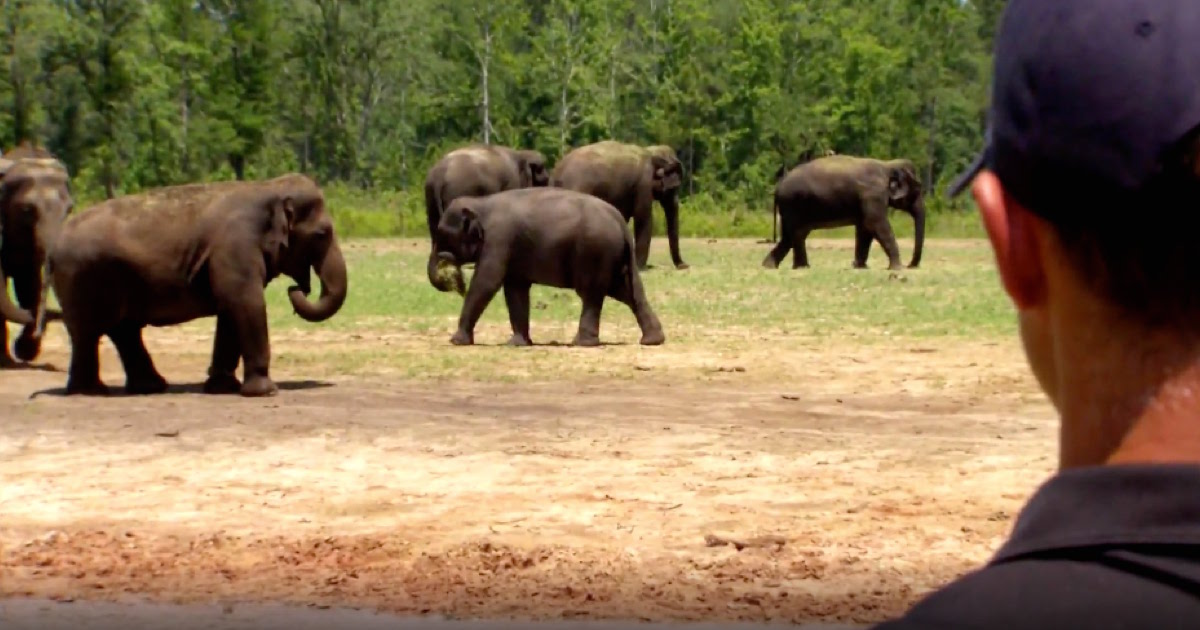 30 Abused Ringling Bros Circus Elephants Finally Experience Freedom At ...