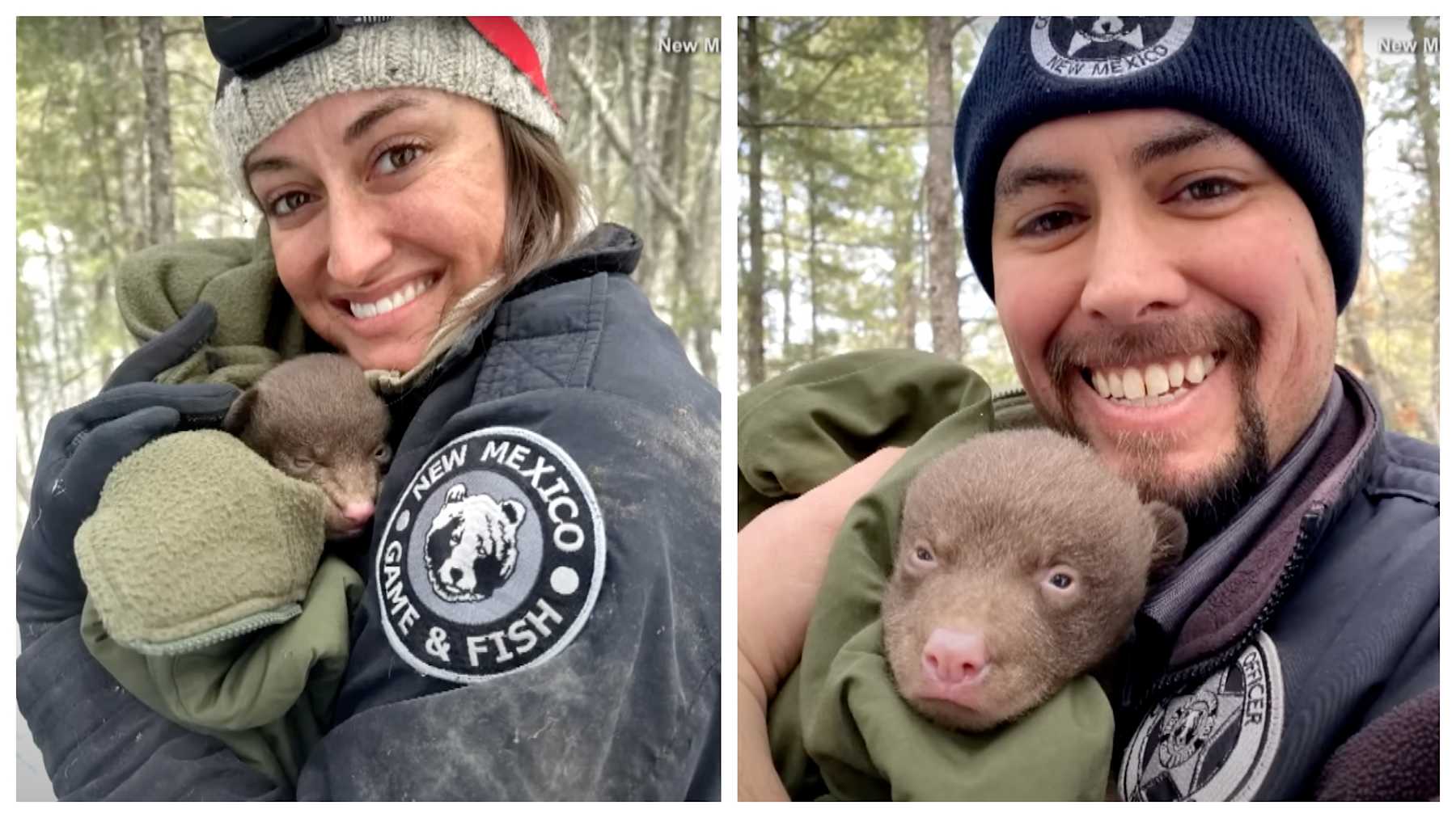 The Chance To Become A ‘Bear Hugger’ Is Not Far From Reach ...