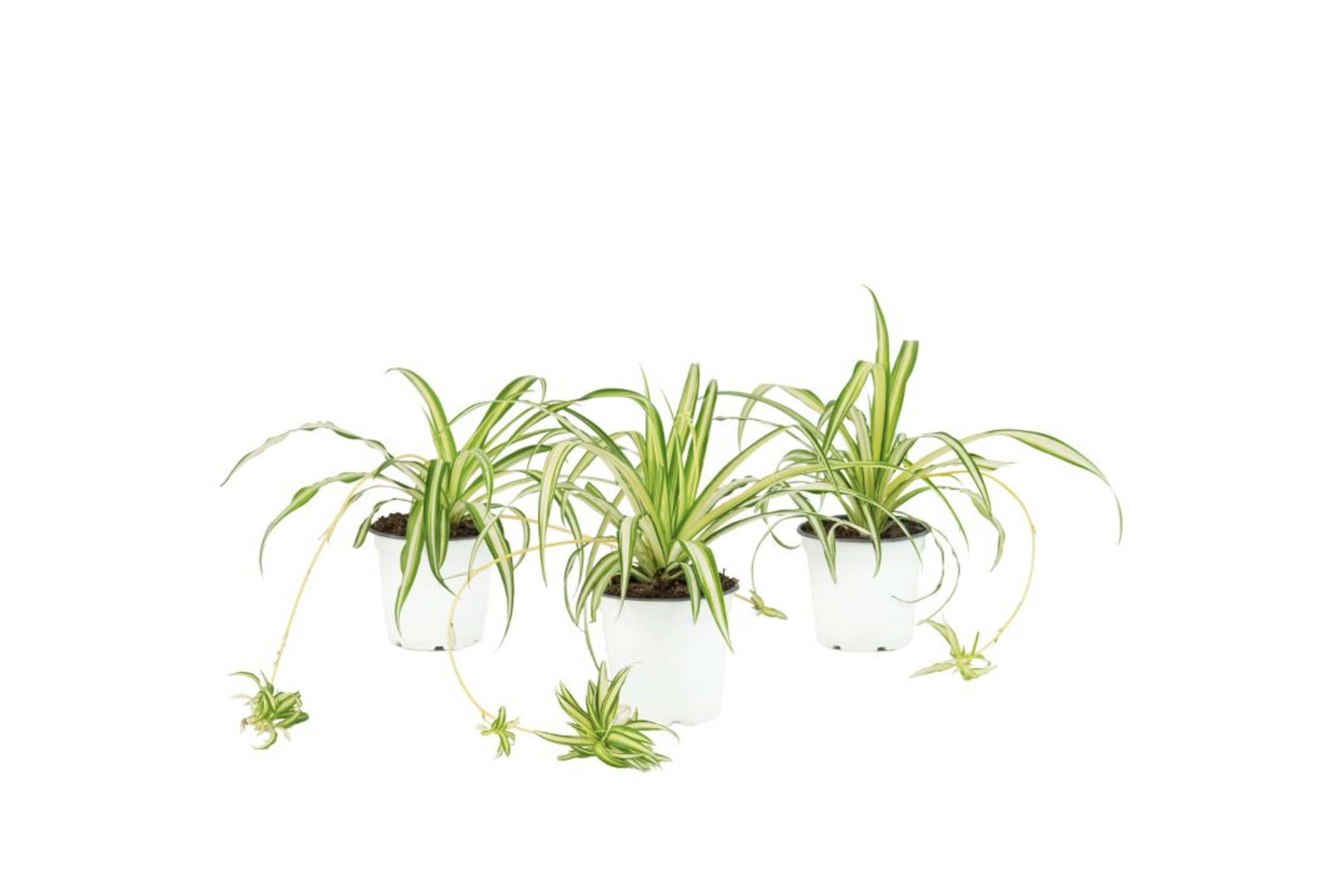 Screen Shot 2022-08-25 at 12.10.20 PM