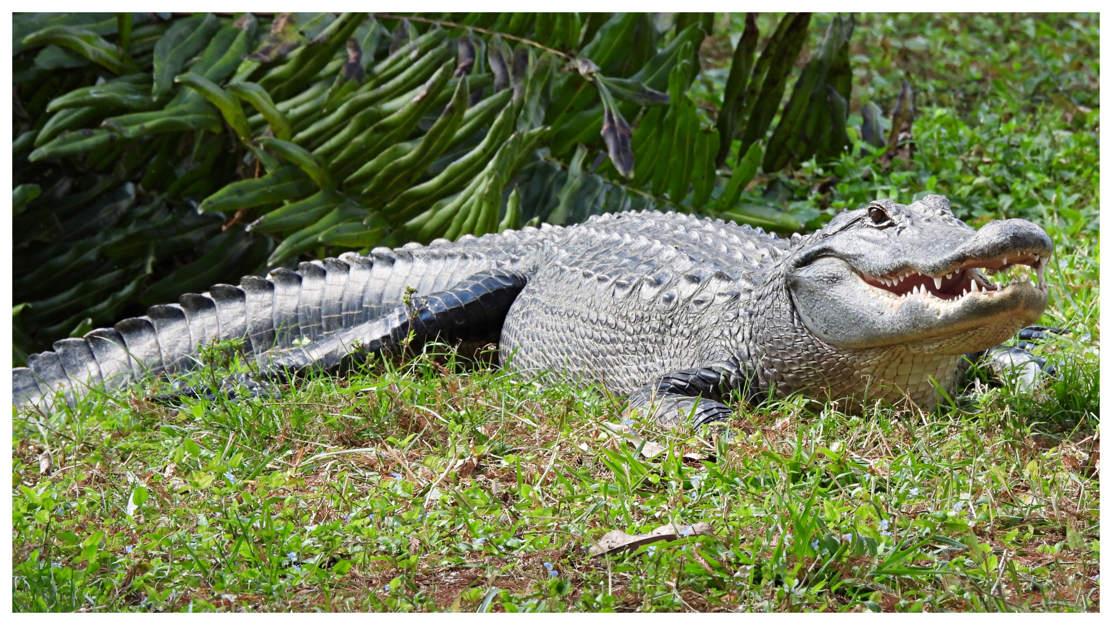 Alligators Kill Elderly Woman Who Fell Into A FL Pond