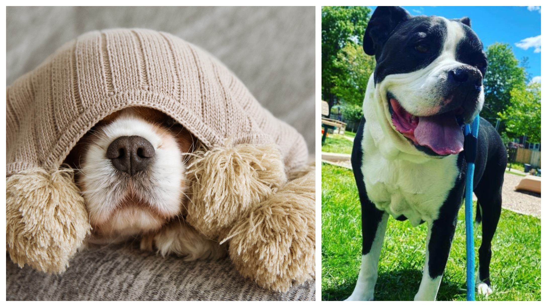 7 Reasons Why Your Dog Might Be Puking