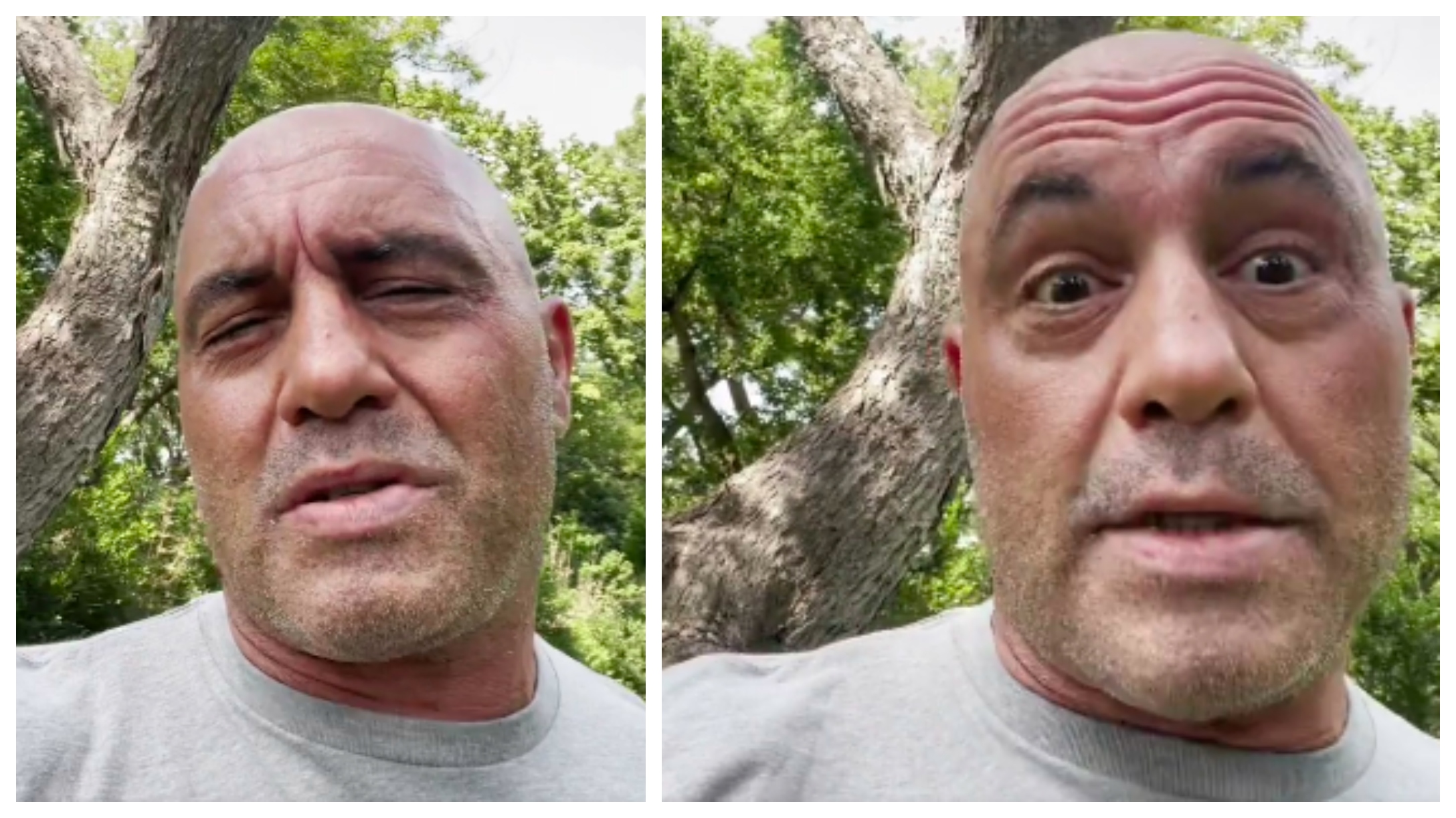 Joe Rogan Reveals To Fans That He Has COVID-19 After Downplaying Virus ...