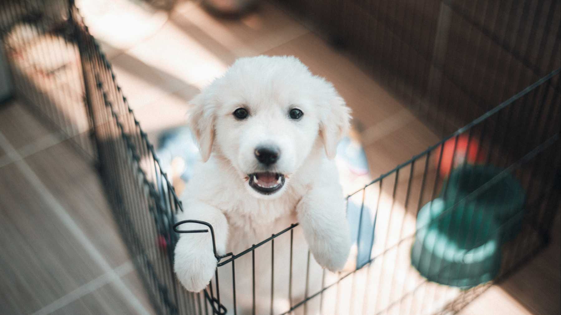 The 6 best dog crates of 2023, according to an expert