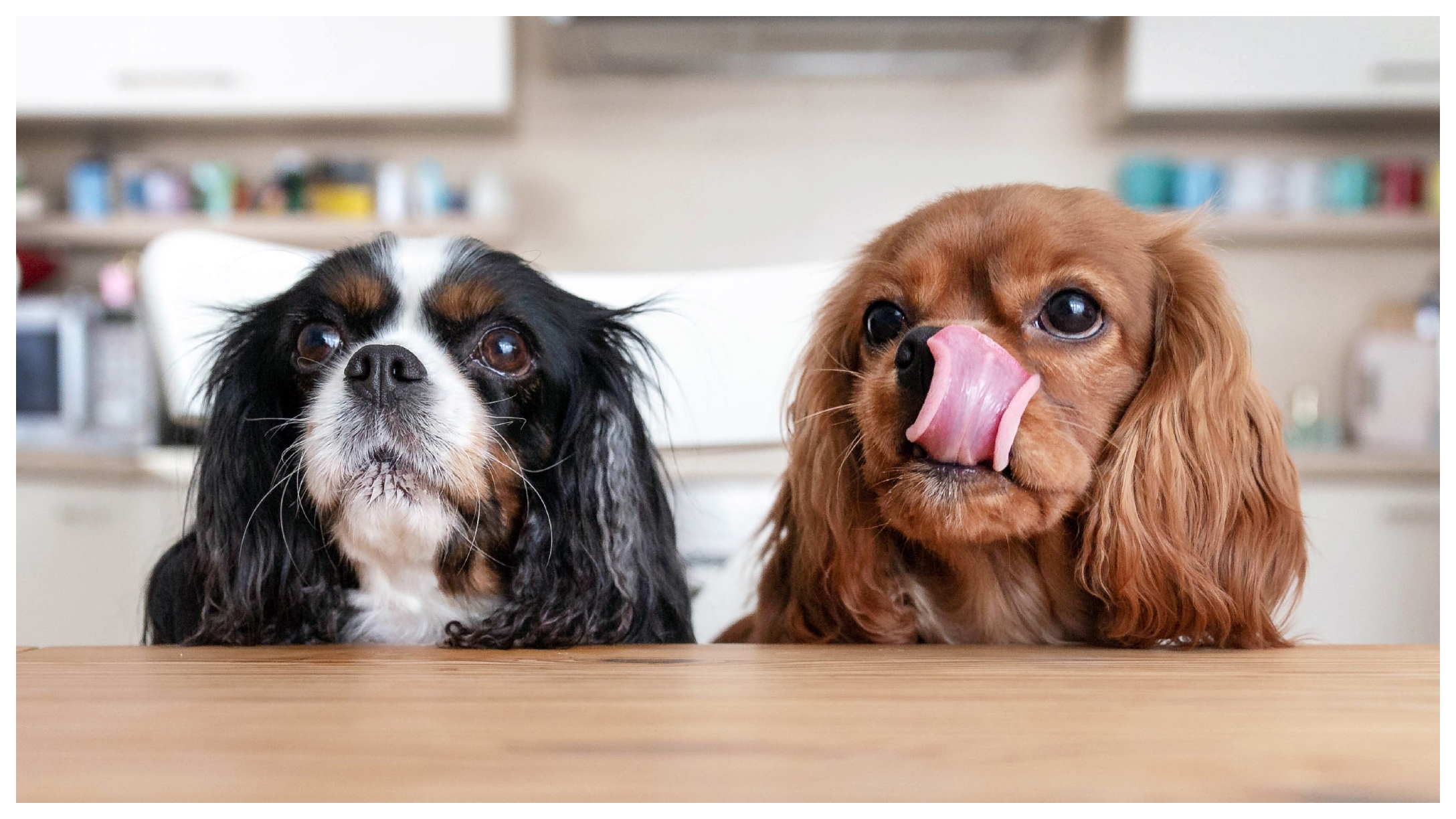 The Best FoodInspired Names For Your Pup