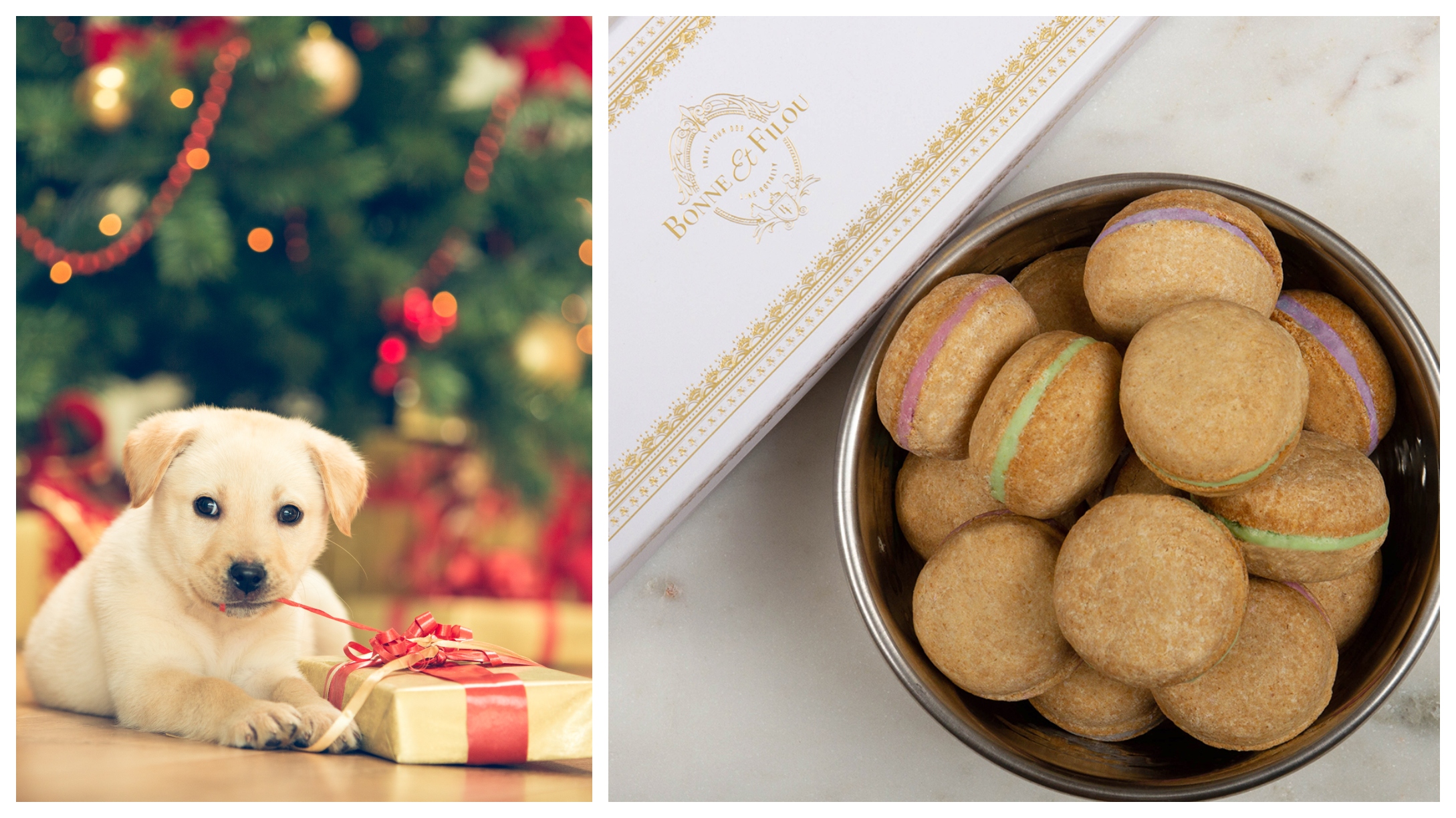 12 Of The Best Gifts For Spoiled Dogs