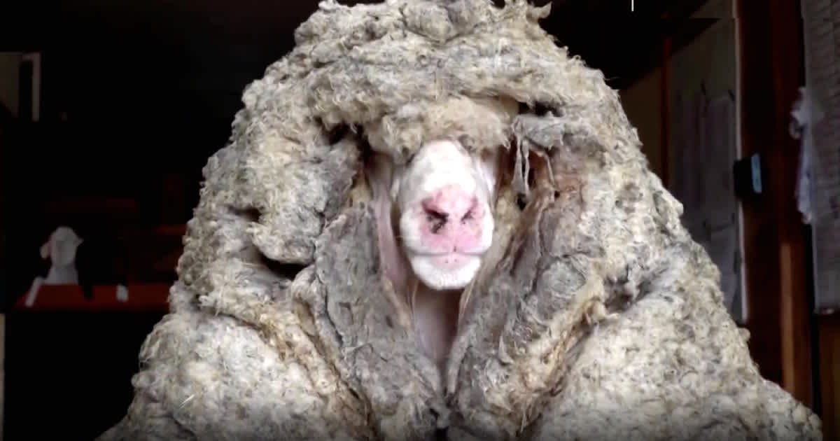 Sheep Getting Lost Lost Sheep Not Sheared For 5 Years Gets New Look After Losing 80 Pounds ...
