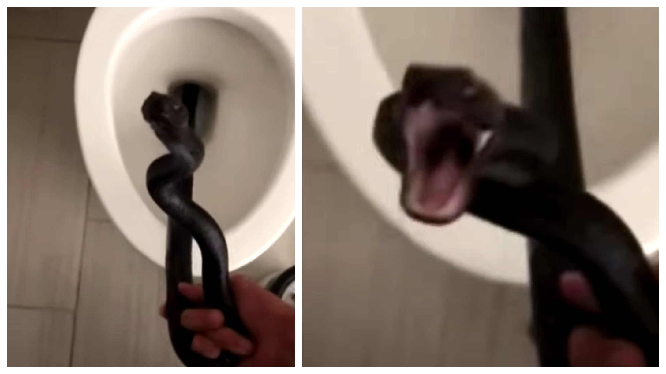 A Tucson Homeowner Is Welcomed Home By A Snake In The Toilet ...