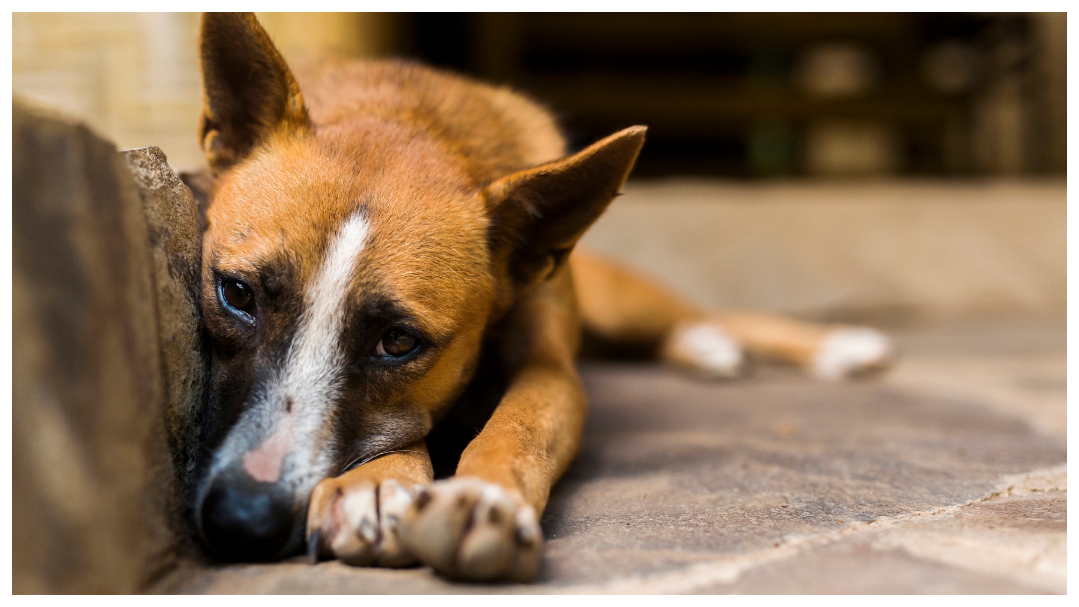 An Elderly Dog Slips And Falls Hundreds Of Feet Down A Ravine