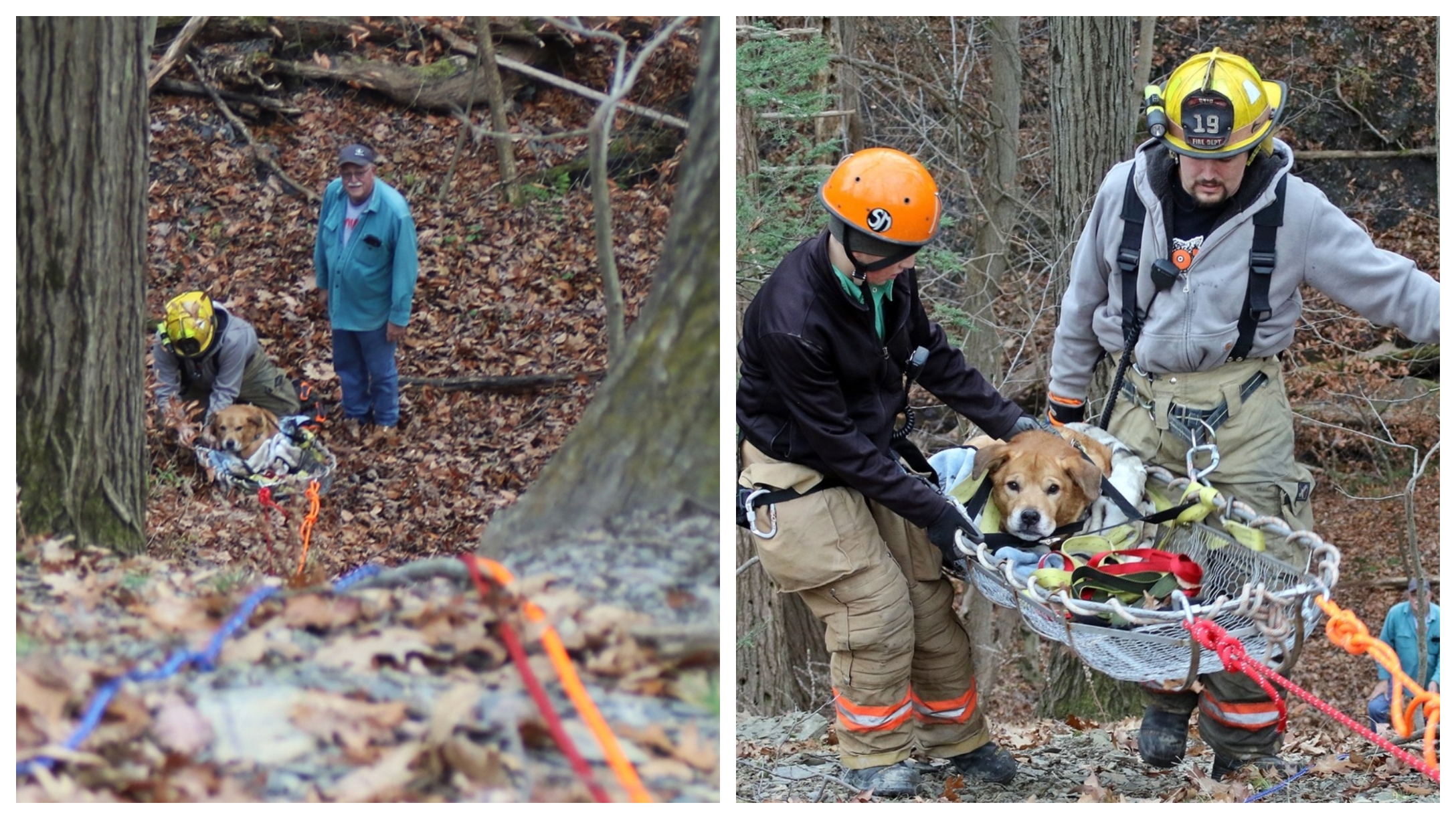 An Elderly Dog Slips And Falls Hundreds Of Feet Down A Ravine