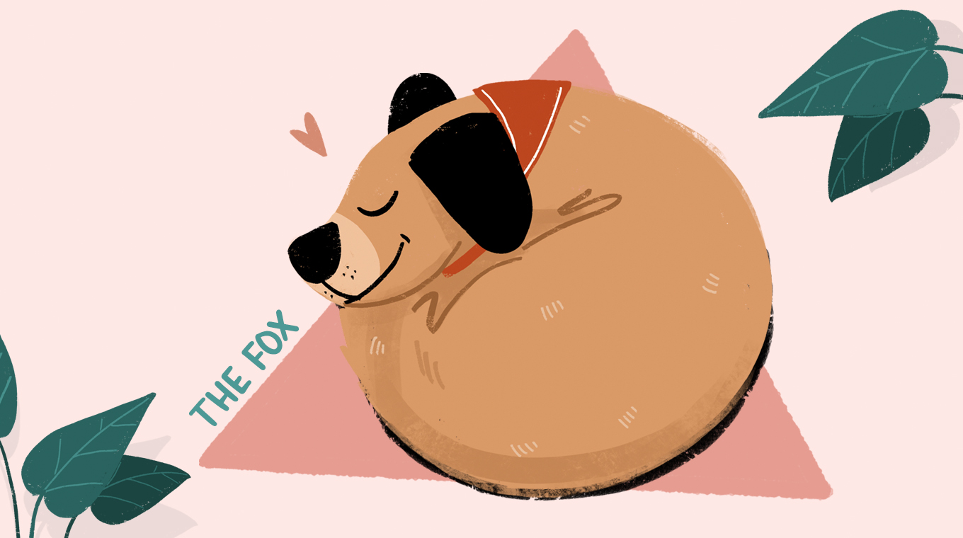 6 Doggy Sleeping Positions That Tell You About Your Pup