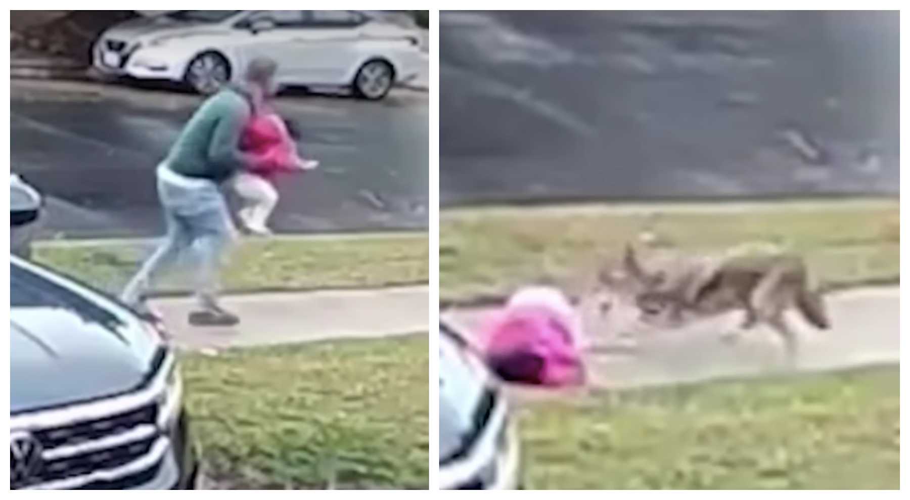 Dad Saves 2-Year-Old Daughter From Coyote Attack In Driveway In Viral
