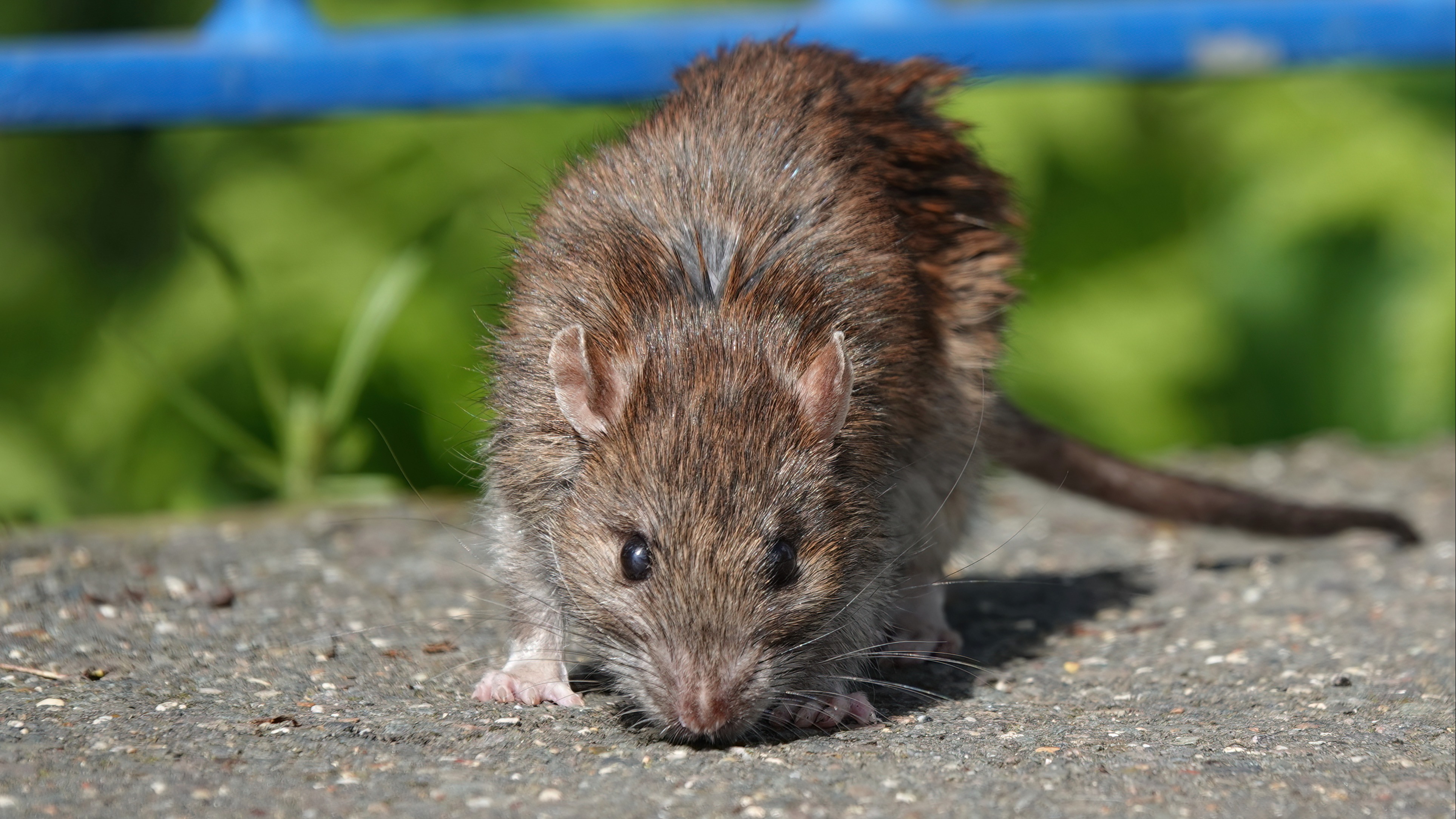Bubonic Plague Kills Man In New Mexico