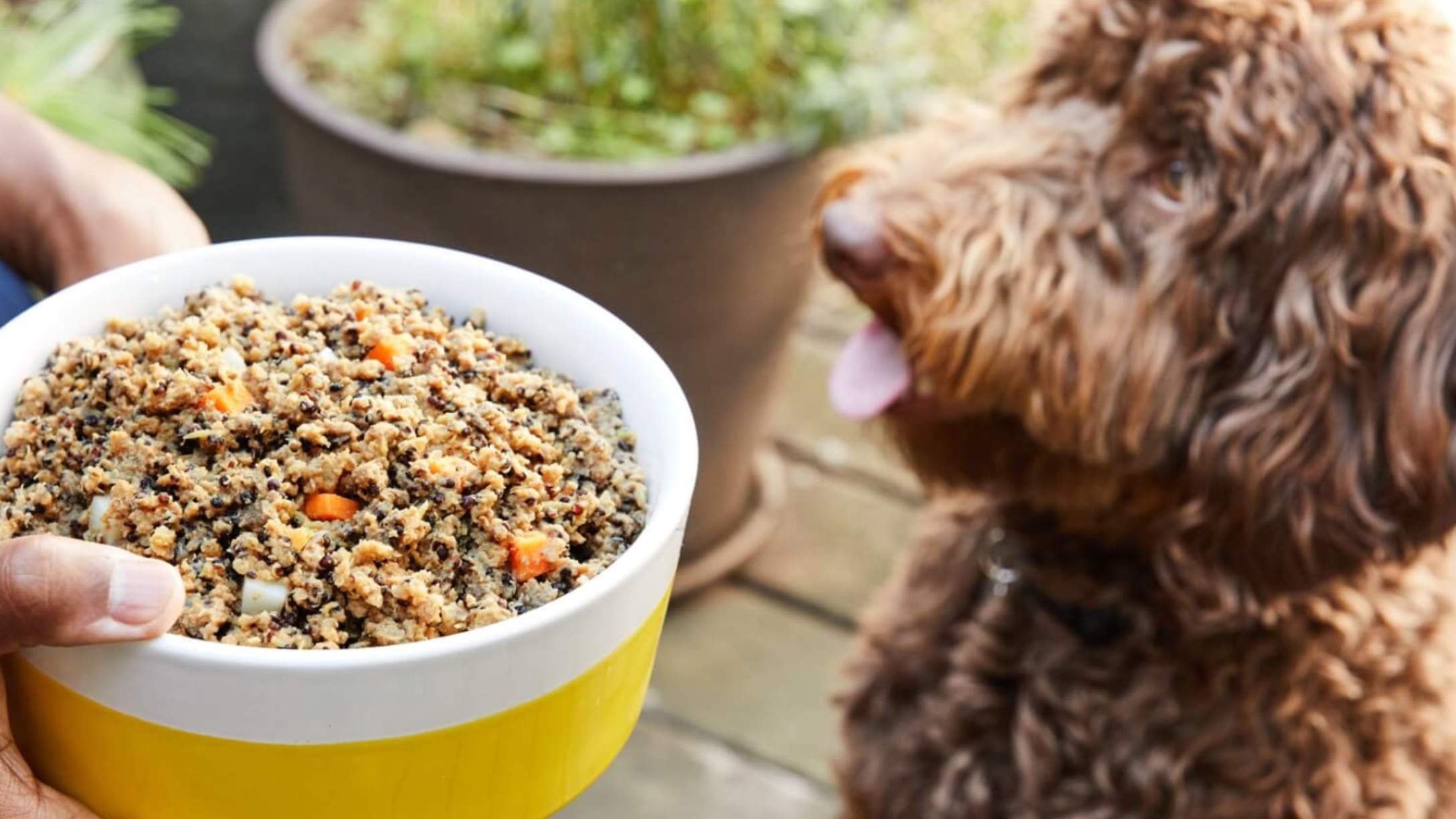 PetPlate Is A Healthy And Affordable Meal Delivery Service For Dogs
