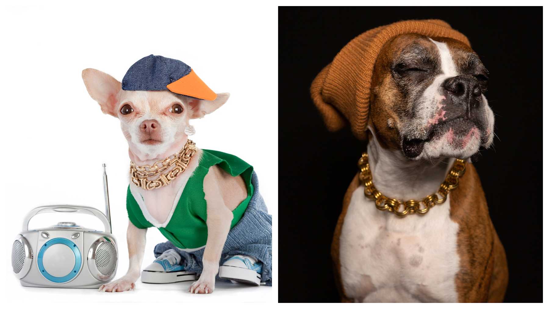 Dog Rapper Names The Best Hip-Hop Inspired Dog Names | LittleThings.com