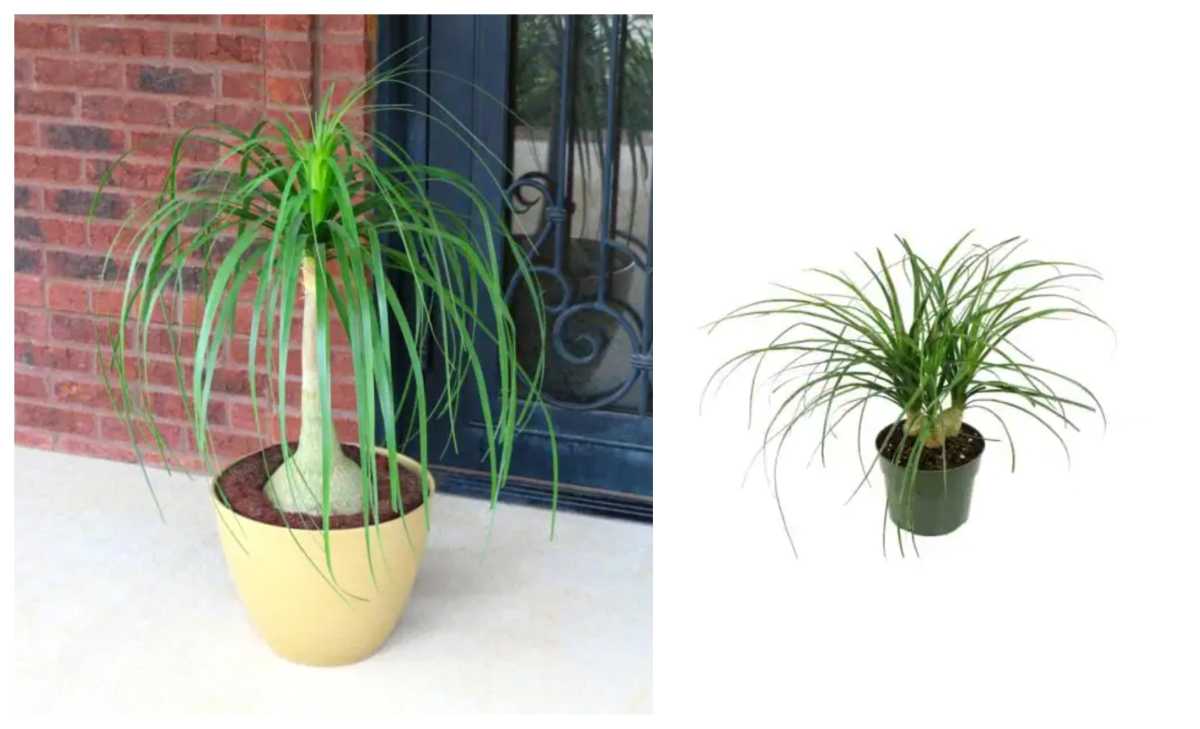 ponytail-palm-product