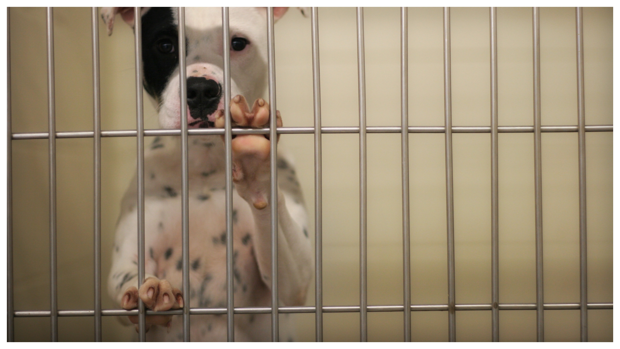 The Truth About Training A Dog With Resource Guarding Issues